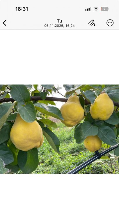 Gutui Bereczki de vanzare