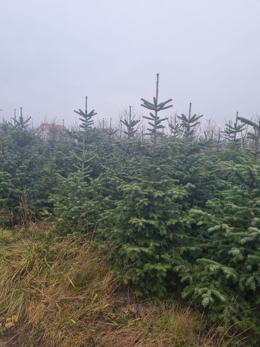 Brazi argintii pentru Craciun