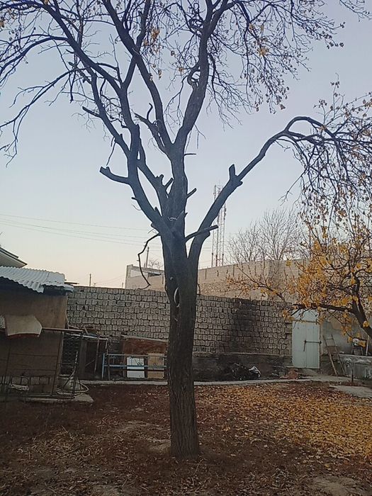 Утин сотилади мевали дарахтлар