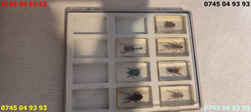 cutie insecte deagostini pret pe toate inclusiv cutie