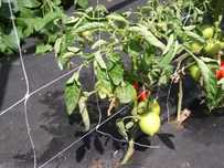 Plasa Sustinere Plante cataratoare(flori, castraveti, fasole)