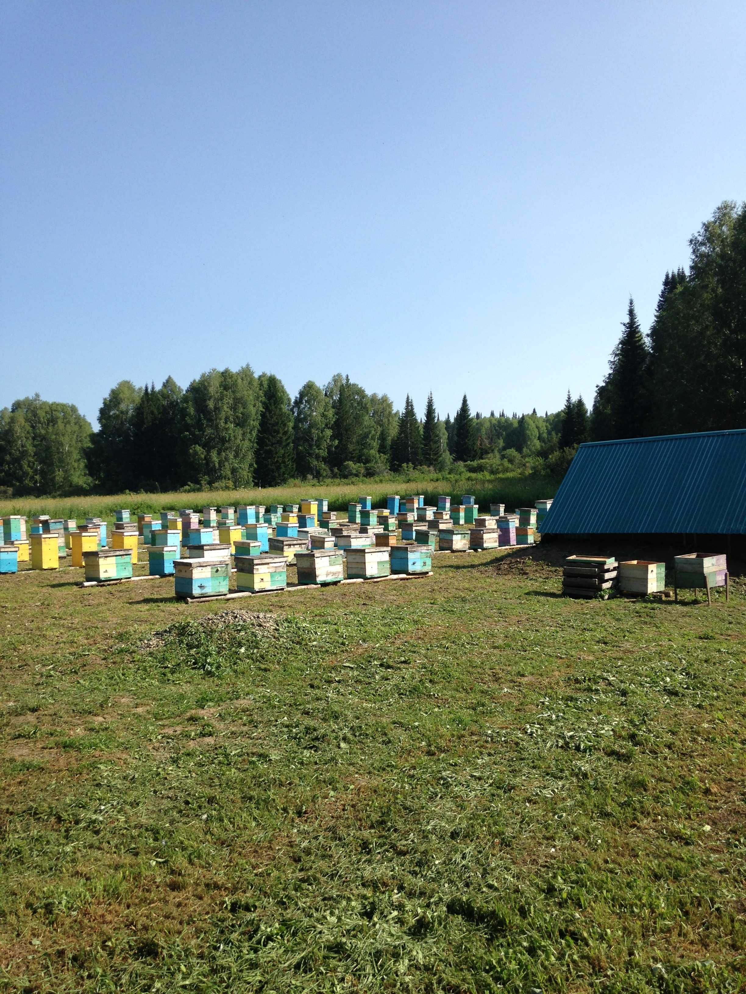 Продаю пчелопакеты, пчелосемьи 3+1