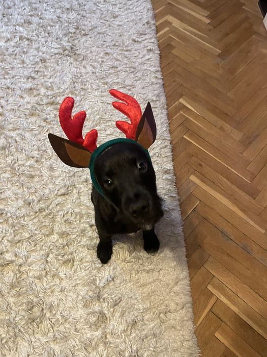 Домашен любимец мъжко куче Лаборадор-Питбул микс