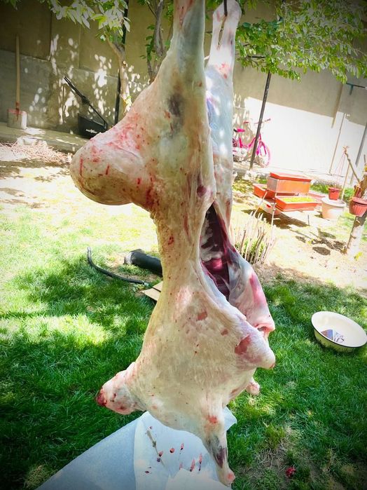 Qoʻy qoʻchqor qassob dastafka bor 24/7