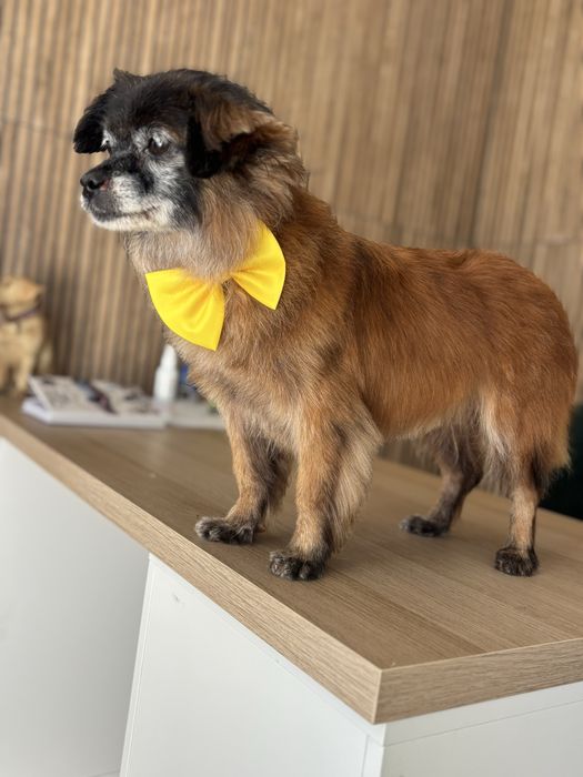 Frizerie canina / infrumusetare canina / grooming catei