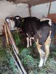 Jurincă Holstein, montată de 7 luni