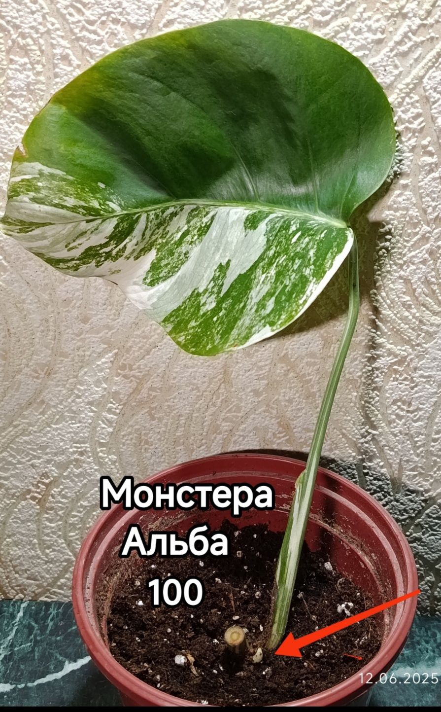 Продажа комнатных растений.