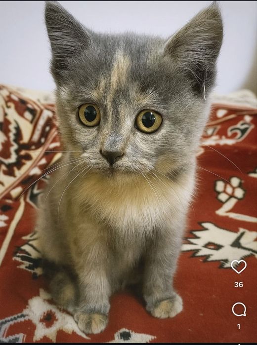 Котенок девочка