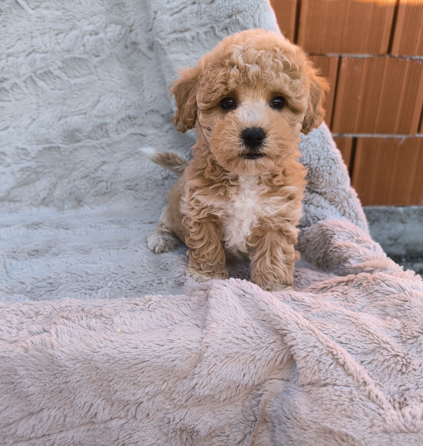 Vand baietel Maltipoo f1