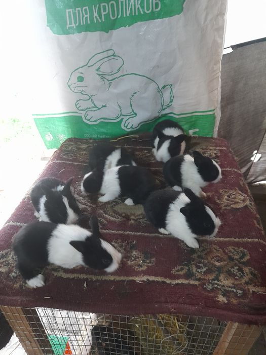 Декаратив куйончалар болалари сотувда  панда галанд