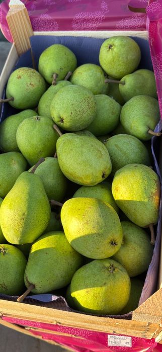 Pere lucas import Olanda 2025