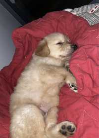 Pui Golden Retriever 8 saptamani