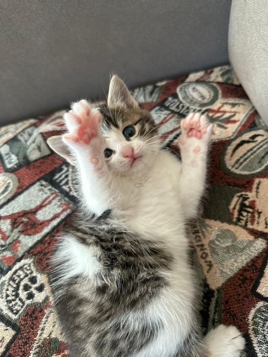 Отдам котят в хорошие руки!