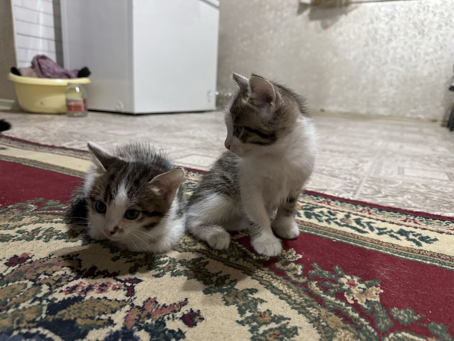 Отдам котят в хорошие руки мальчики