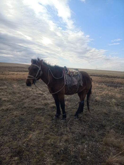 Жылқы    сатылады