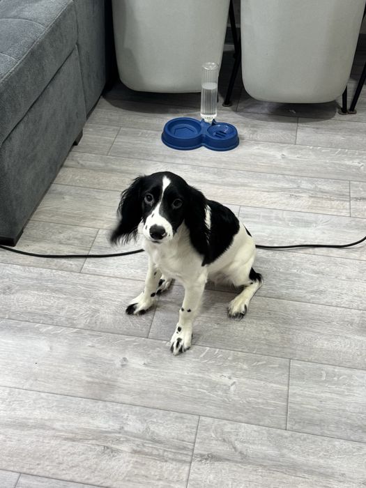 Русский спаниель