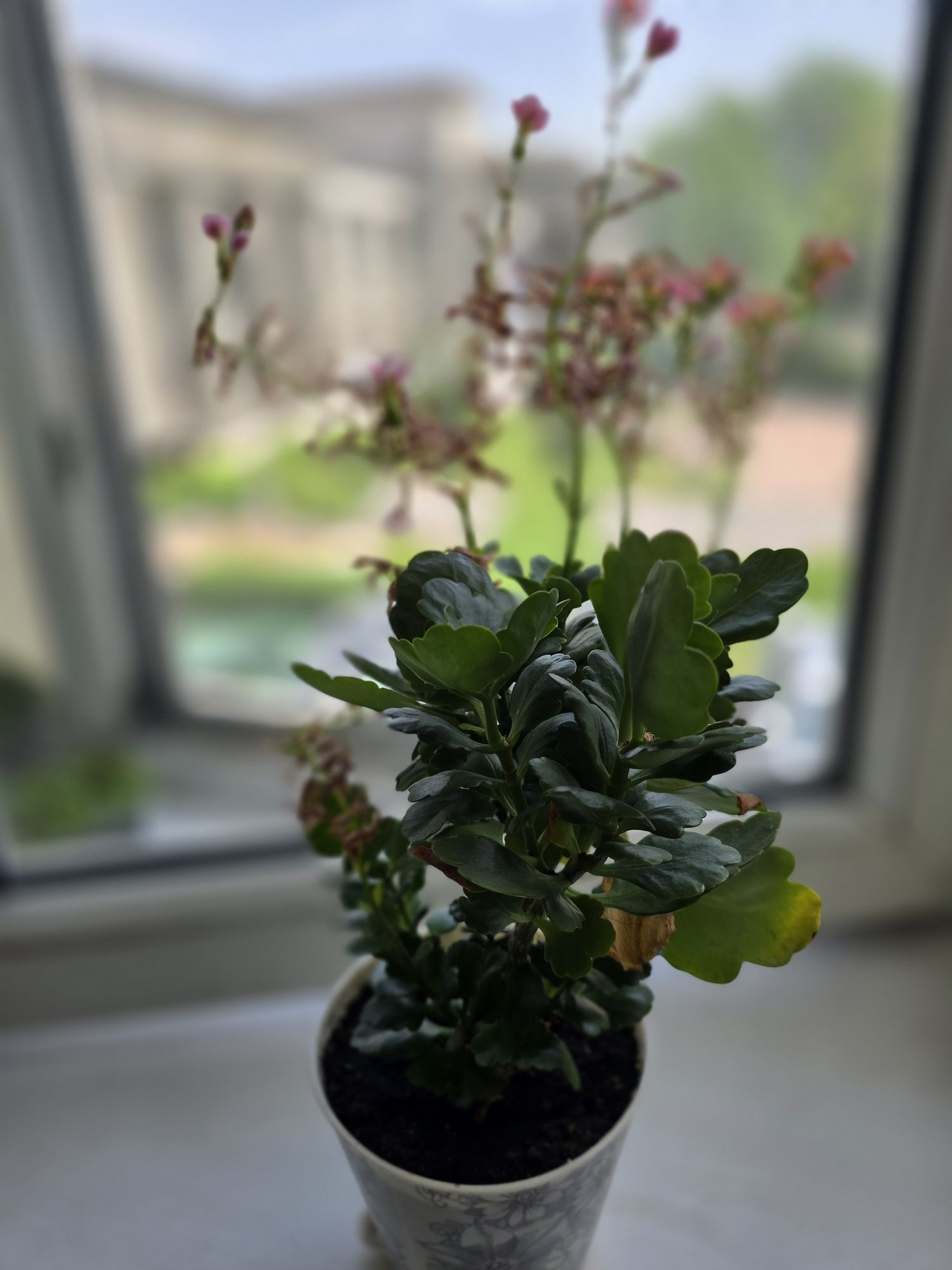 Продам каланхоэ цветущее