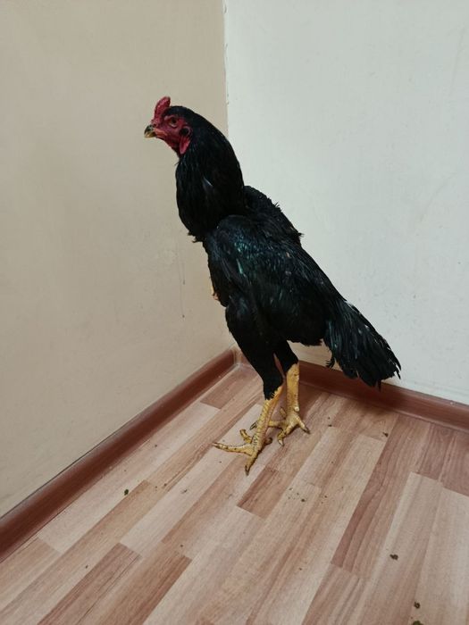 Joʻjalar sotiladi srochno.