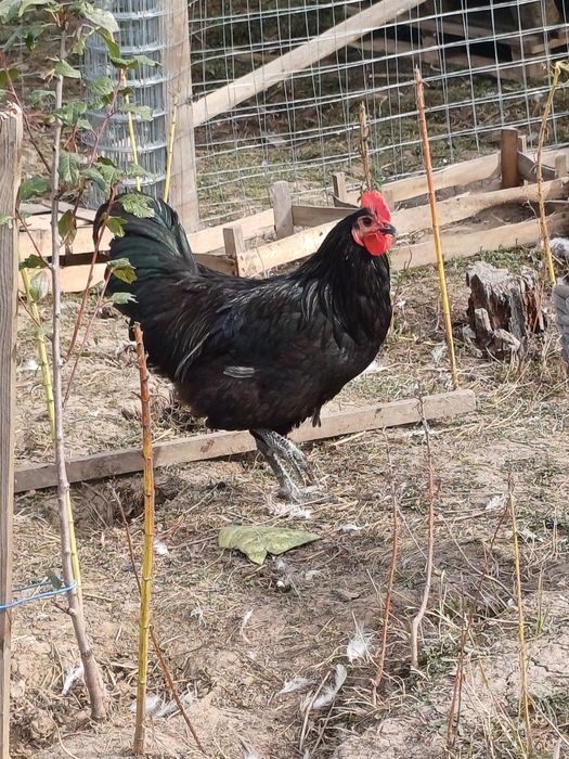 Cocos austrolop deosebiti