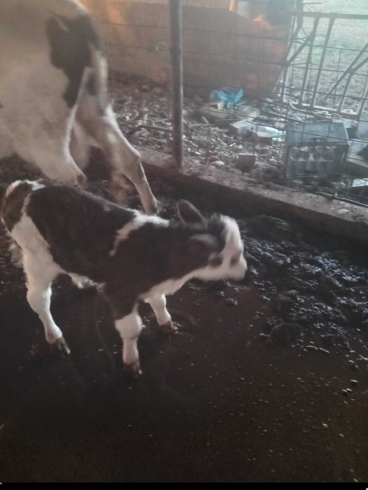 Vand vitei proveniti din monta