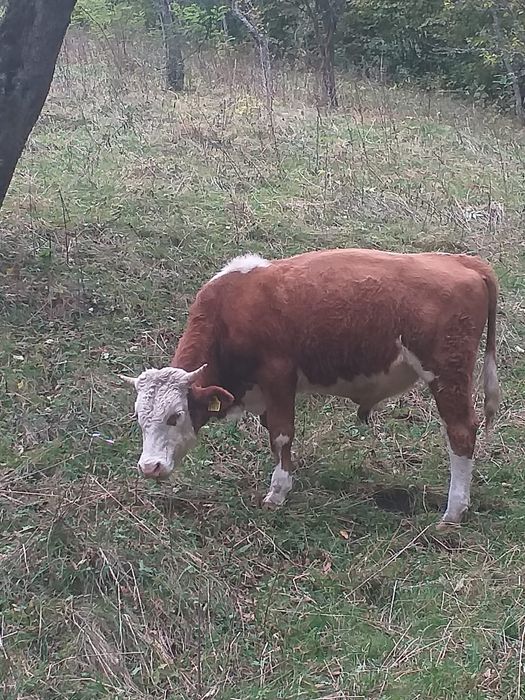 Vând tăuraș de doi ani