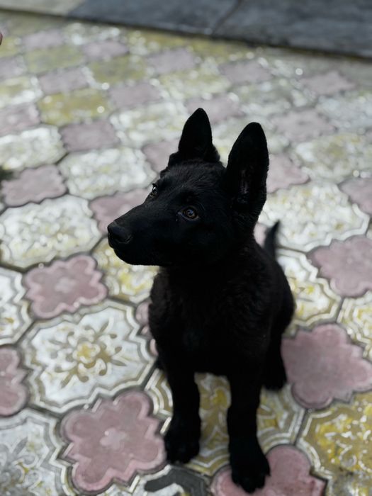 Немецкая овчарка