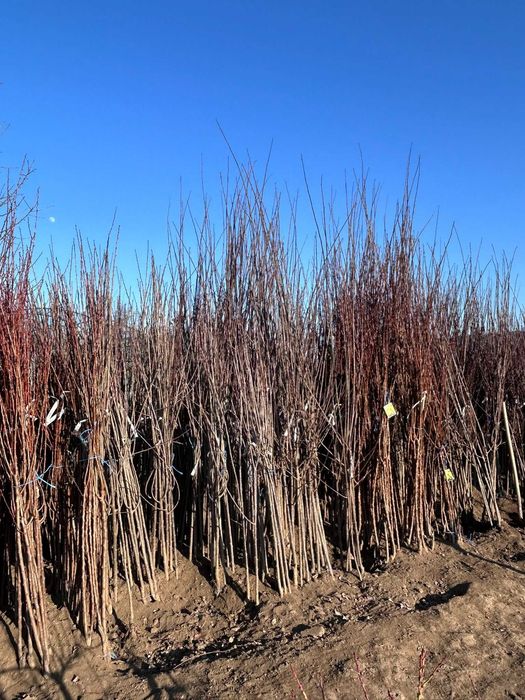 Vând pomi fructiferi