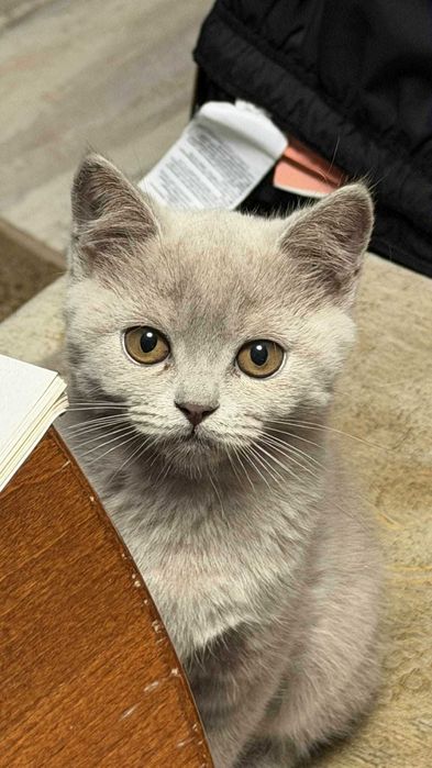 Британски,Шотландски късокосмести клепоухи и правоухи котенца