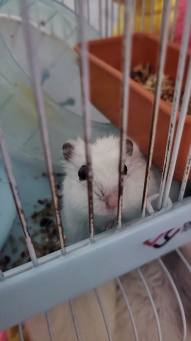 Возьму на передержку животных