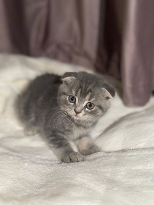 British shorthair