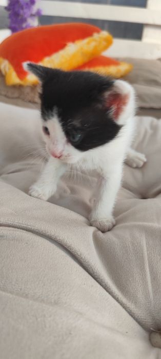 Pisicuți mici adoptie