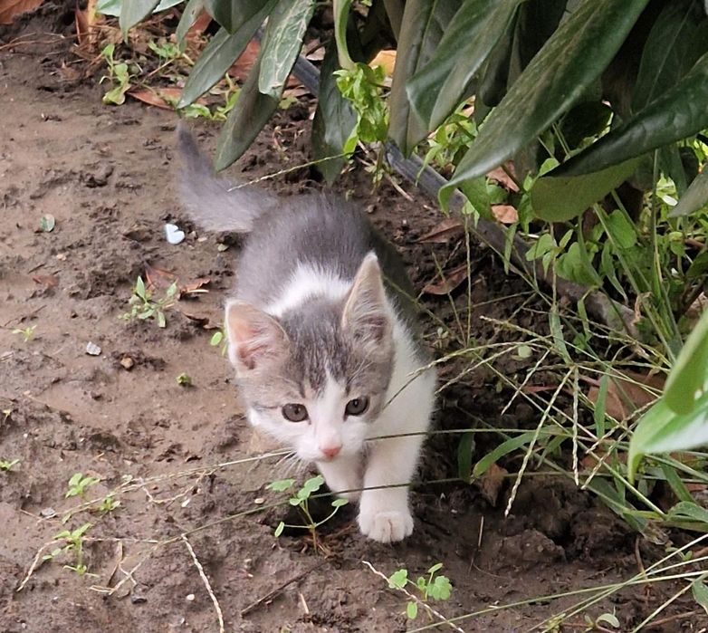 Pisica spre adoptie