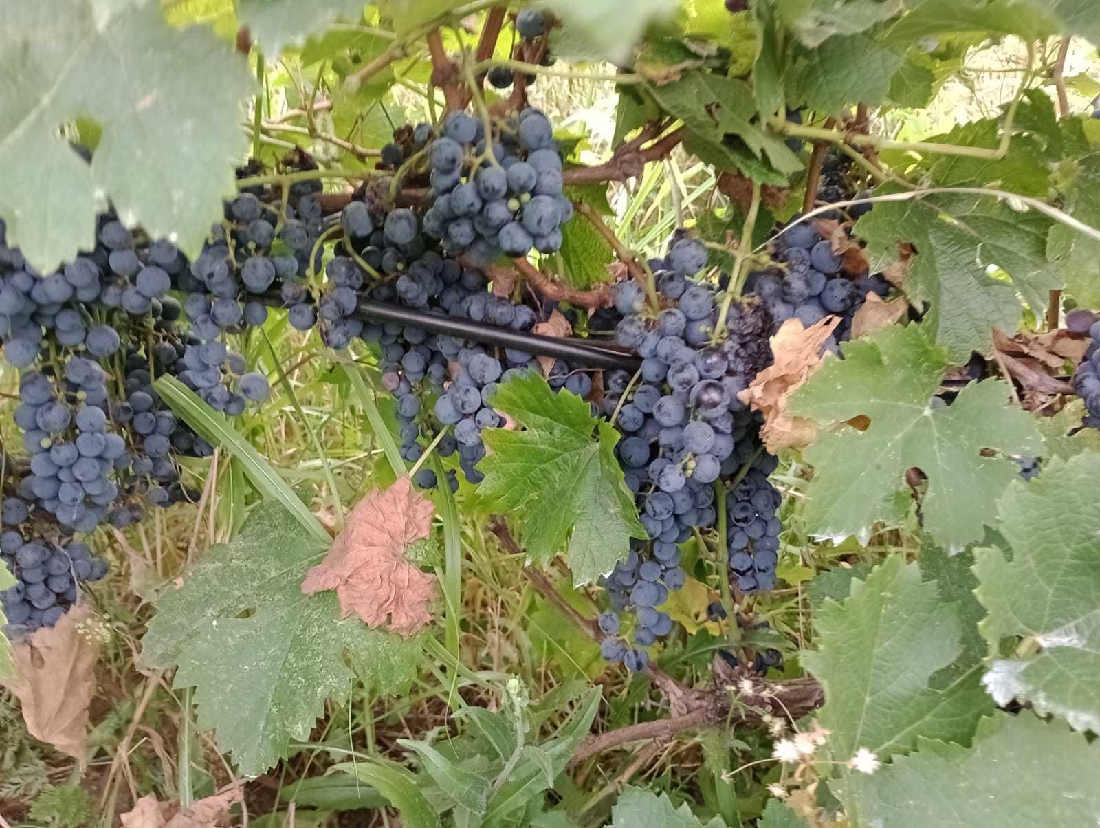 Vand struguri negri (burgund si merlot) pentru vin.