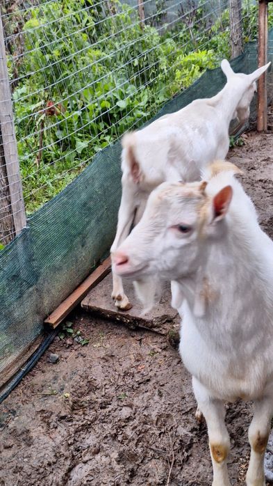 Vând țap rasa sannen