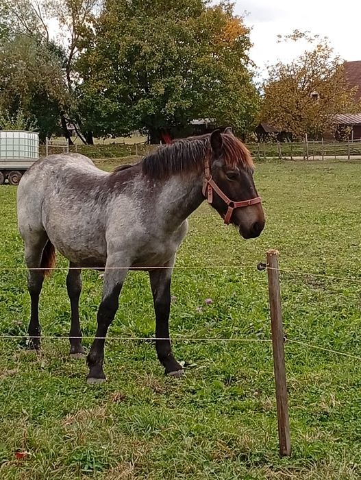 Mânză de 7 luni de pasune