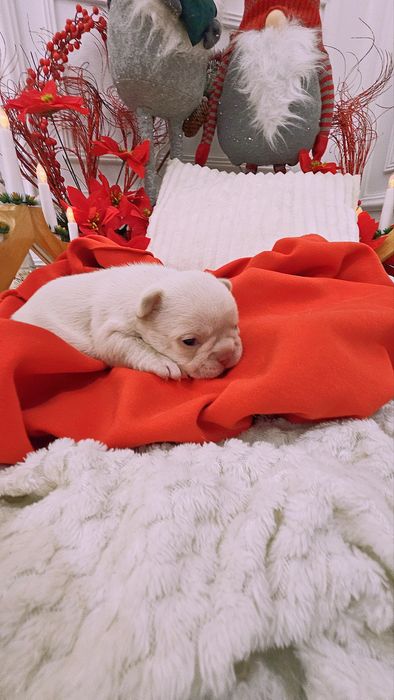 Bulldog francez Platinum Pink