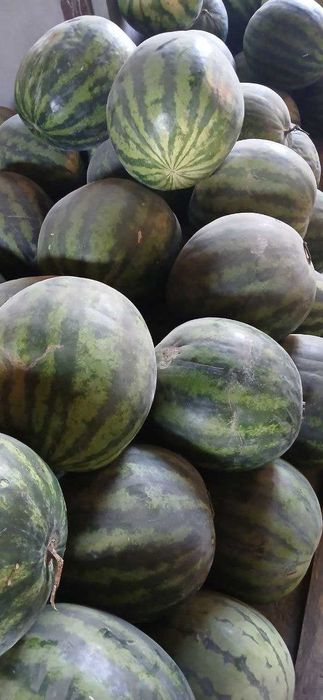 Оптом нархида тарвуз сотилади Optom narxida tarvuz sotiladi