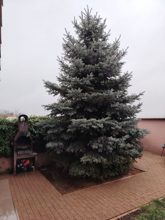 Brad de Crăciun argintiu