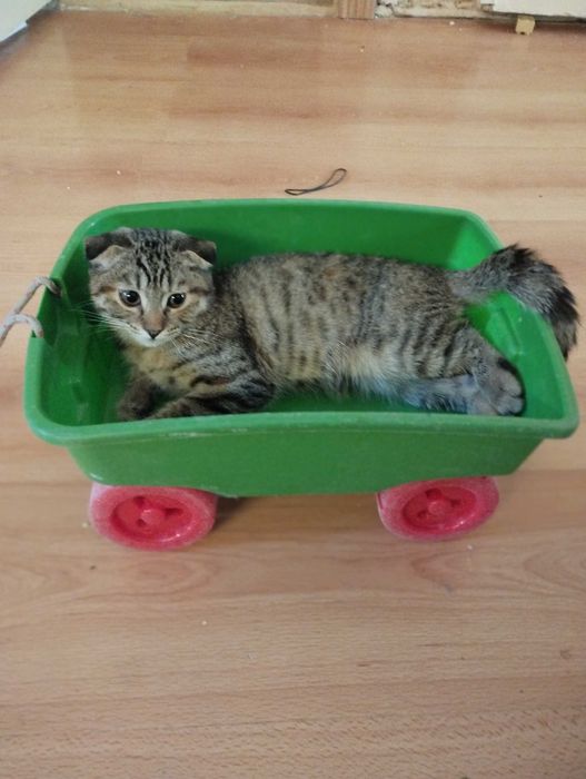 Вислоухая красивая кошечка