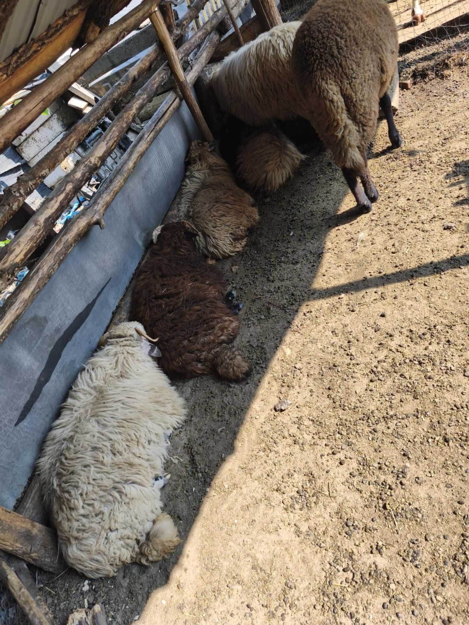 Vând 7 mei 4 berbeci și 3 miele