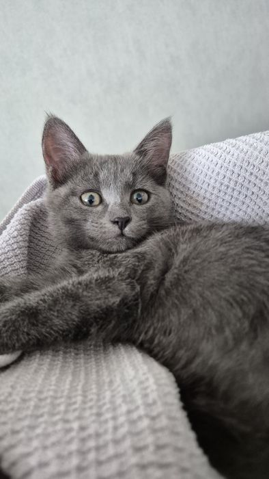 Котенок, 2 месяца, девочка, ищет семью. Котята, кот, кошка