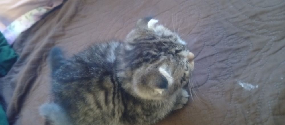 Продаются два котята мальчик и девочка веслаух скотишфулд британия