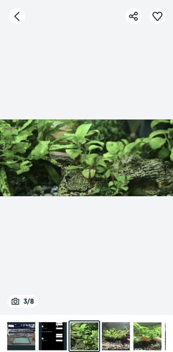 Creveti red sacura și decoruri cu plante prinse natural pe ele