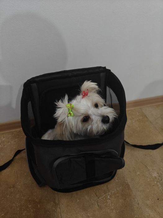 Rucsac transport câini