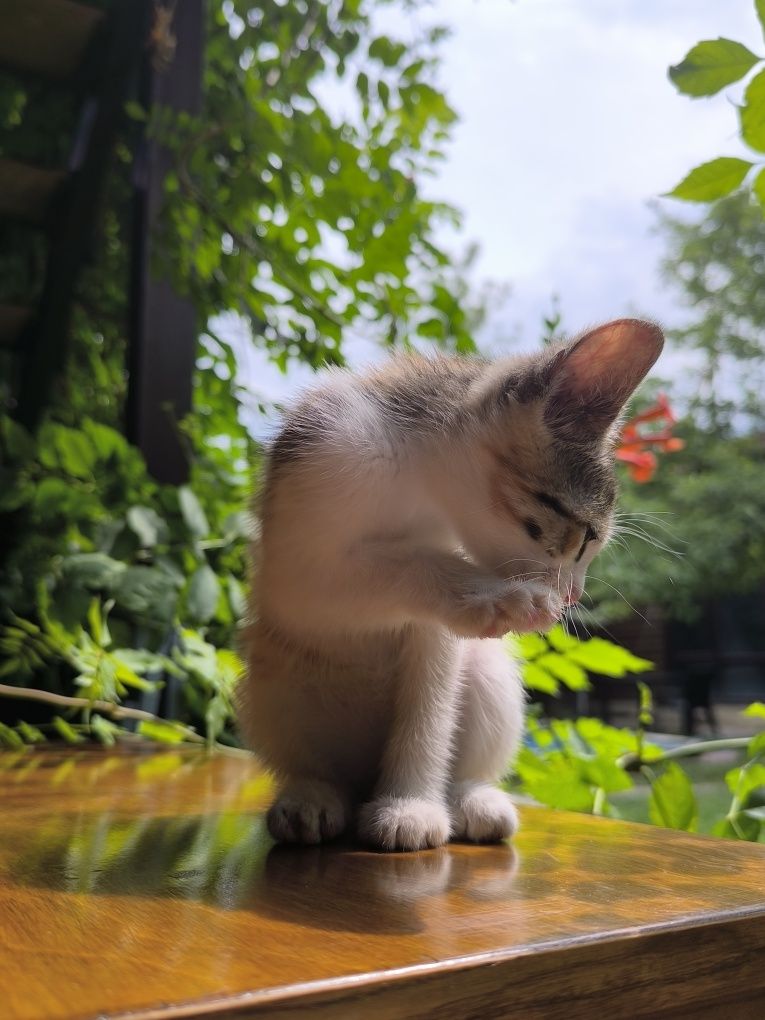 Отдам в добрые руки кошку