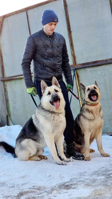 Щенки восточники от очень крупной светлой пары