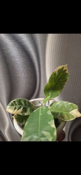 Продам комнатное растение папоротник