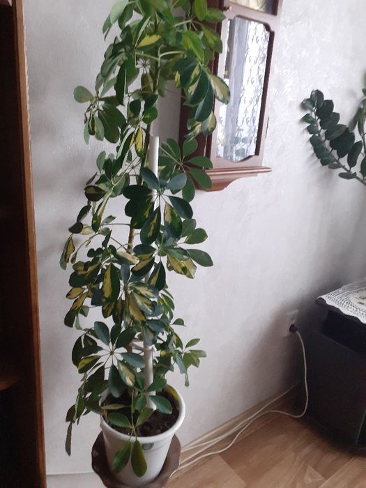 Растение Шефлера  - 1 метр возраст4 года