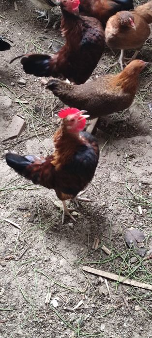 Găini americane pitici