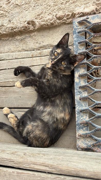 котенок девочка в добрые руки